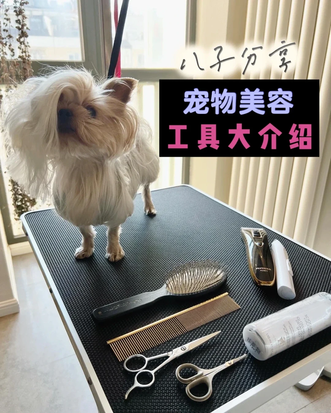 第一次在家给狗美容?别急着买推子:这5样工具和3个雷区决定成败