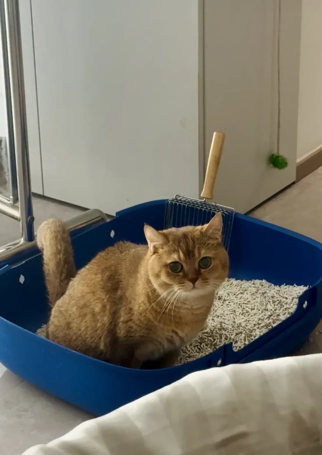 猫蹲砂盆半天没尿团?那不是便秘,尿闭是按小时抢命的急症