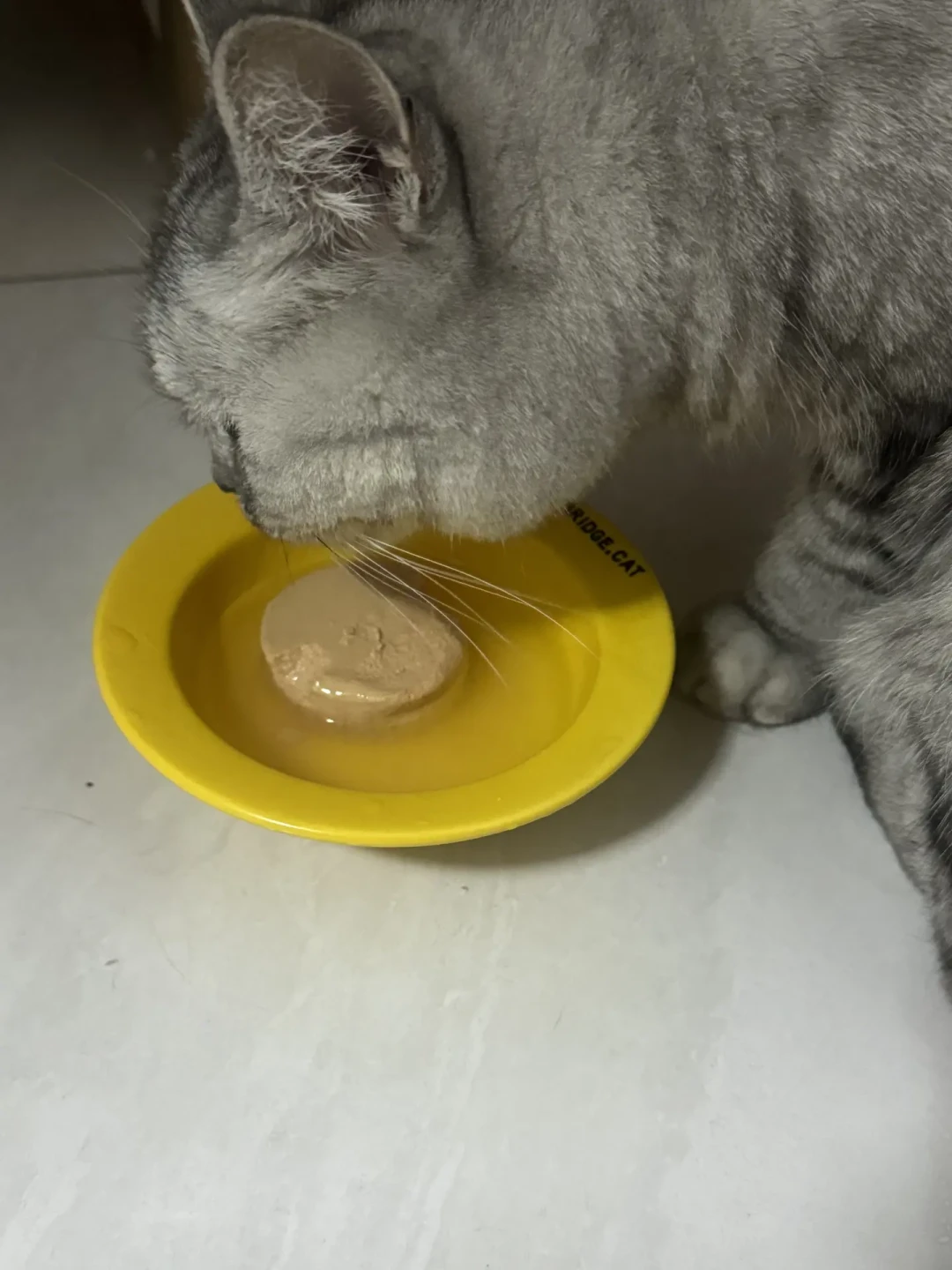 猫蹲砂盆半天没尿团?那不是便秘,尿闭是按小时抢命的急症