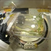 我国首次实现在轨连续培育两代水稻，太空大米什么时候能上餐桌？