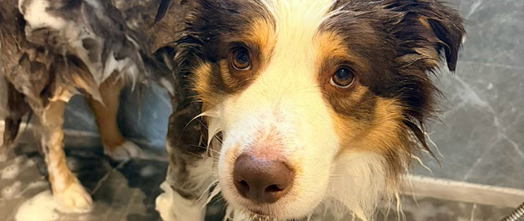 狗沐浴露怎么选？香味排最后，先对表活和瓶上标准号