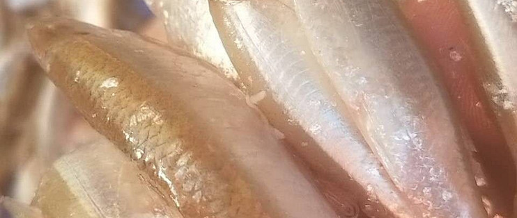 广西横州蓝刀鱼生的制作与风味