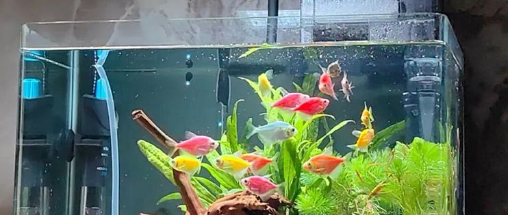 鱼缸过滤怎么选？先把4种过滤的维护账算清
