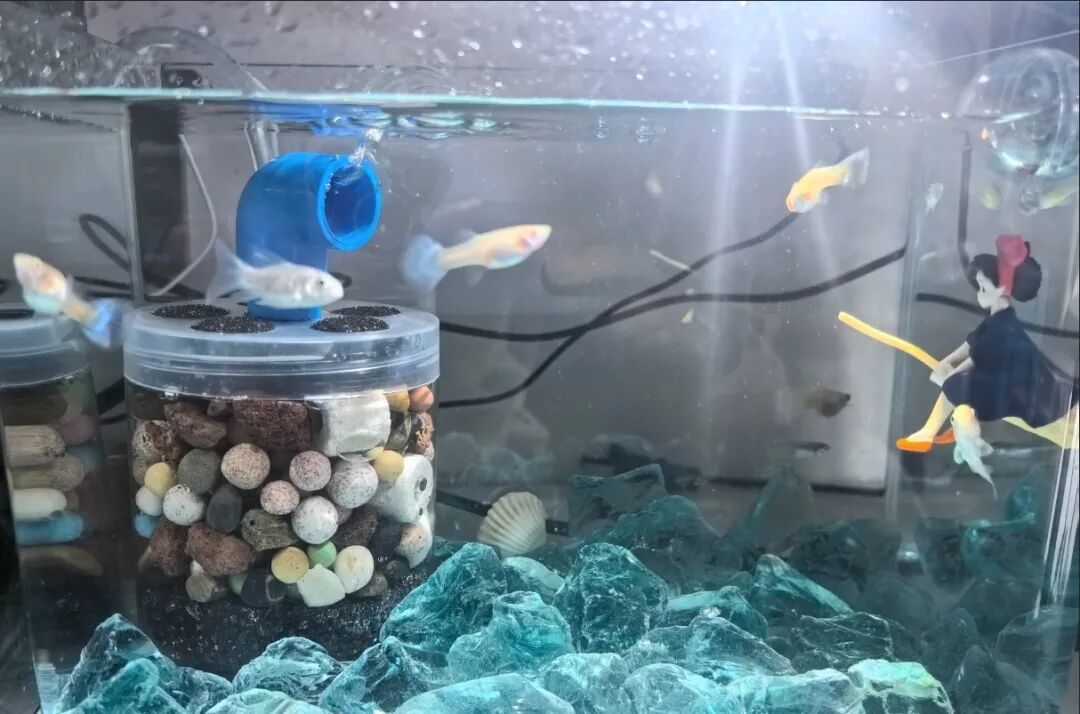 鱼缸过滤怎么选?先把4种过滤的维护账算清