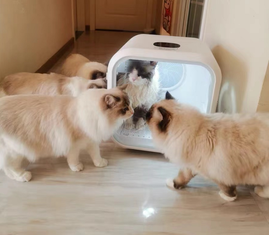同一个烘干箱，有人把猫烘到睡着，有人把猫烘秃了肚皮