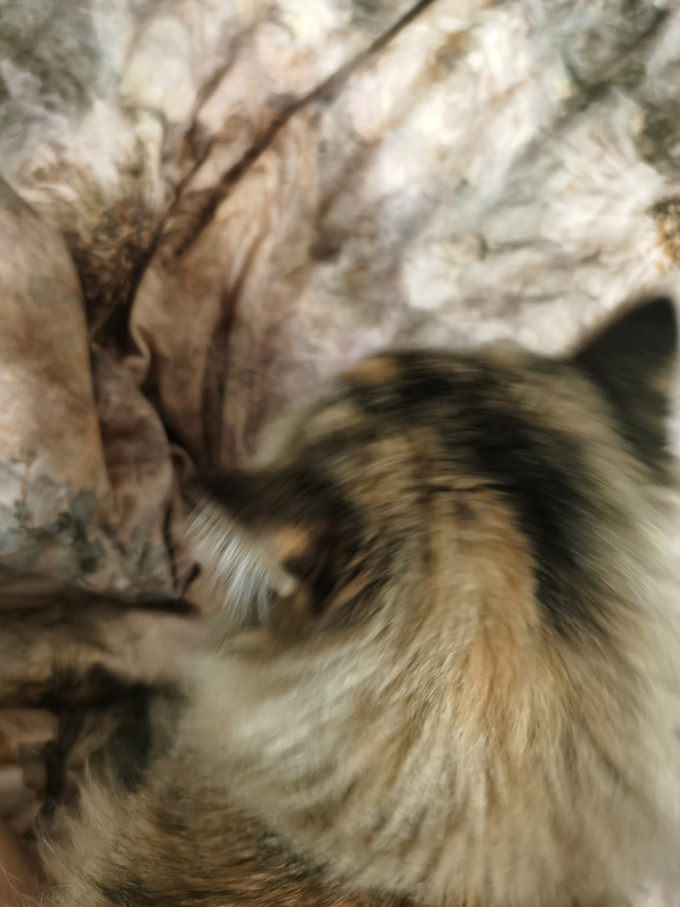 猫咪