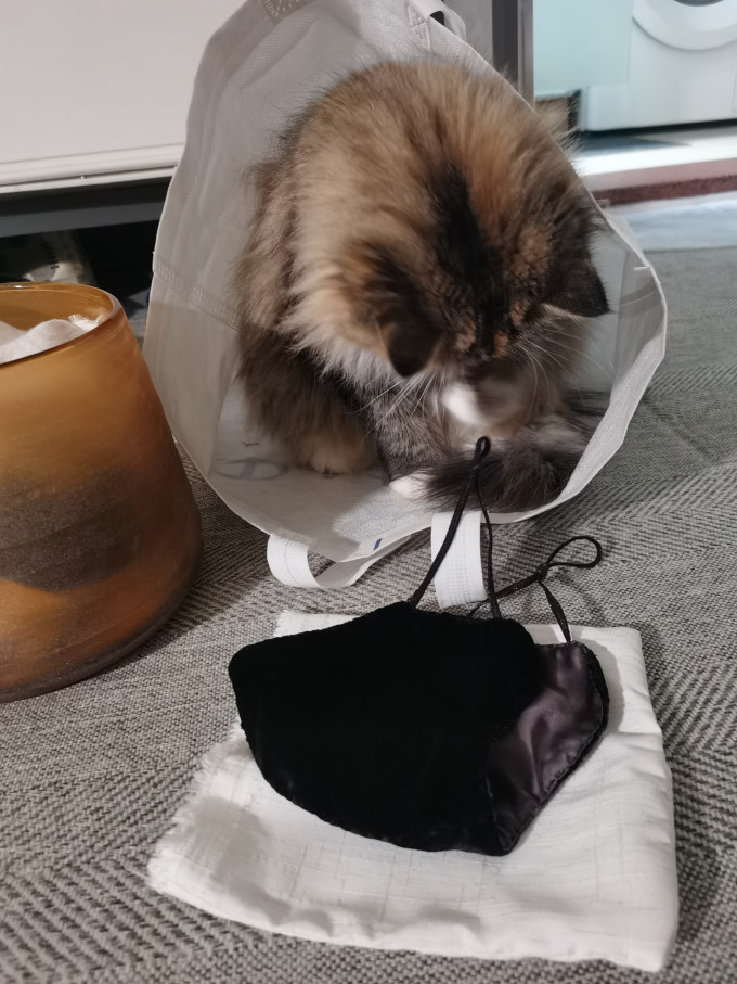 猫咪