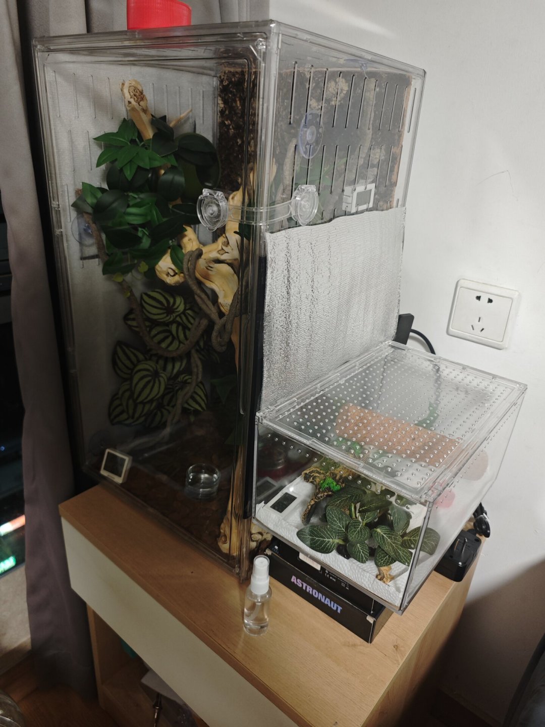 双十一给爬宠换缸前,先把三笔账算完:699的缸是不是真便宜、加温装备按什么买、哪些等到12月