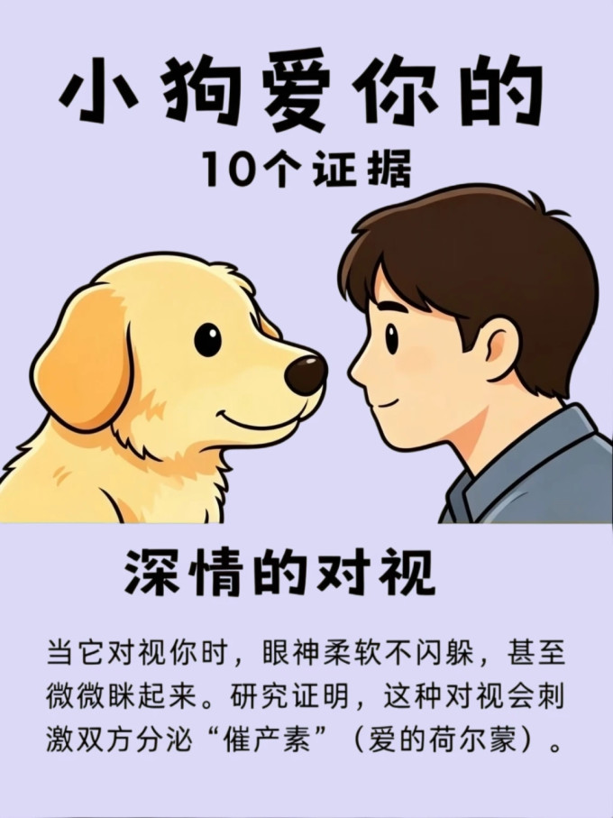 狗狗干粮