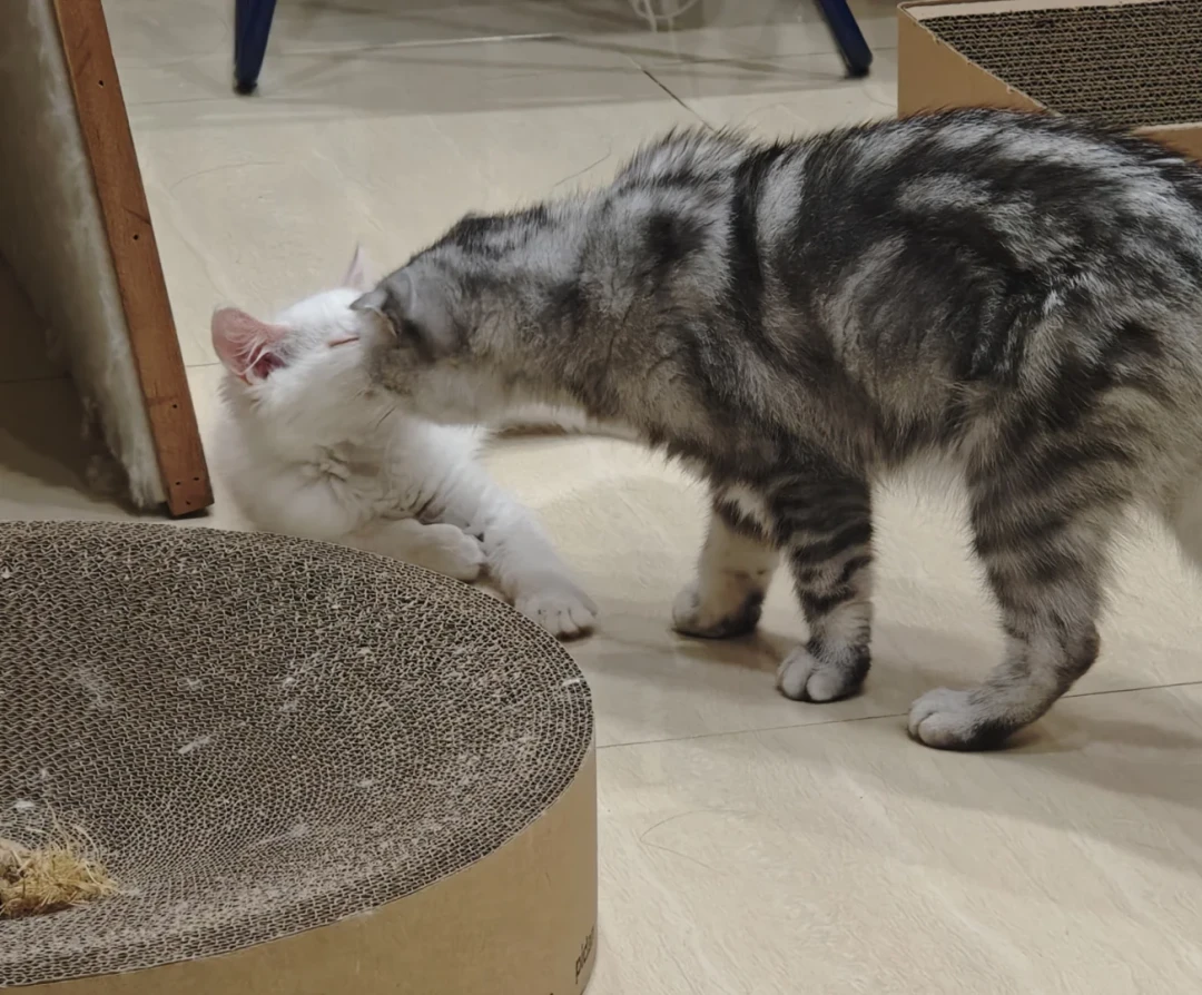 多猫家庭的双11,先把账算到“每只猫”头上,再盯单价
