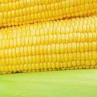 水果玉米与笨玉米的滋味对比