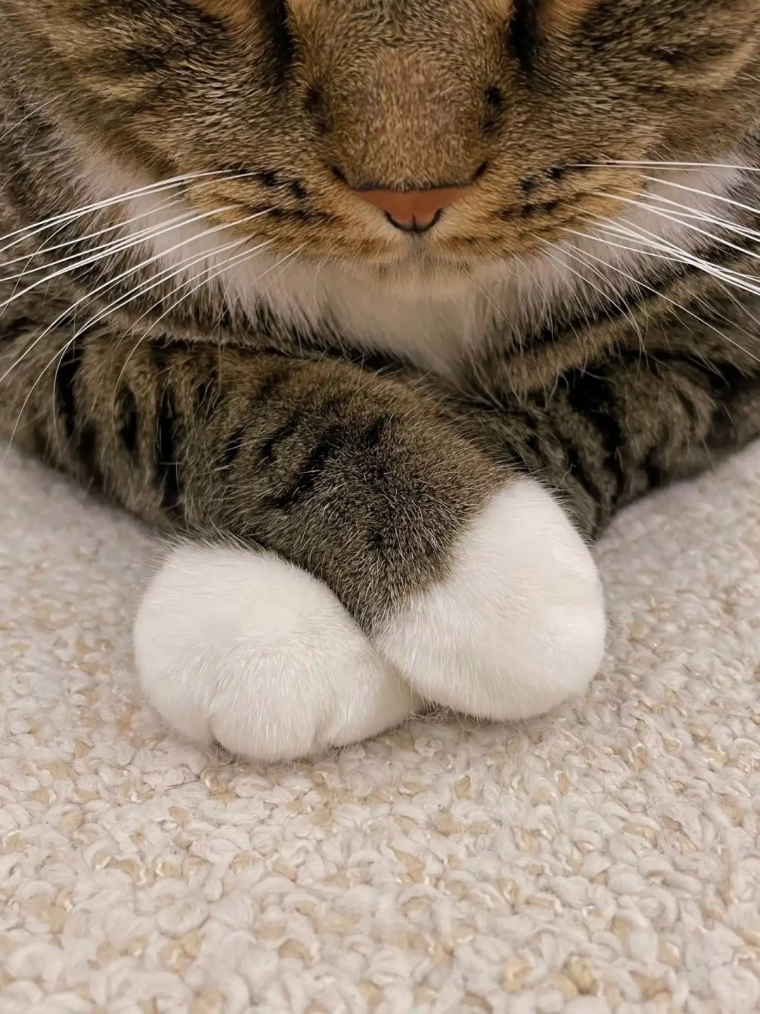 猫爪肉垫爆米花味，越闻越上头？先分清“香味”和“病变”