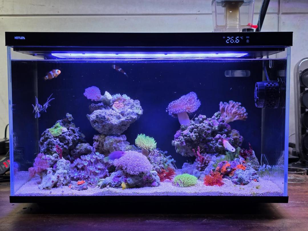 尼特利Ultra+的下海三个月账单：蛋分和喂食器抢位、实测水温高出2℃，海缸那些多花的钱都藏在灯后面