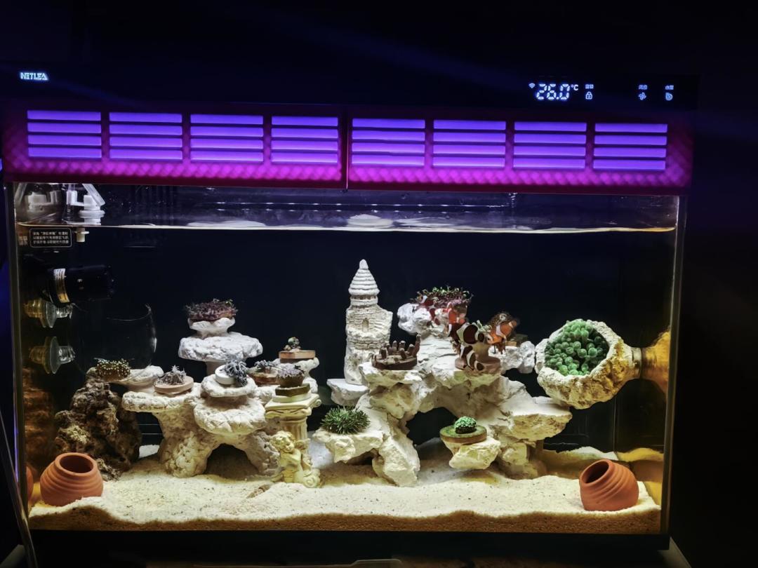 尼特利Ultra+的下海三个月账单：蛋分和喂食器抢位、实测水温高出2℃，海缸那些多花的钱都藏在灯后面