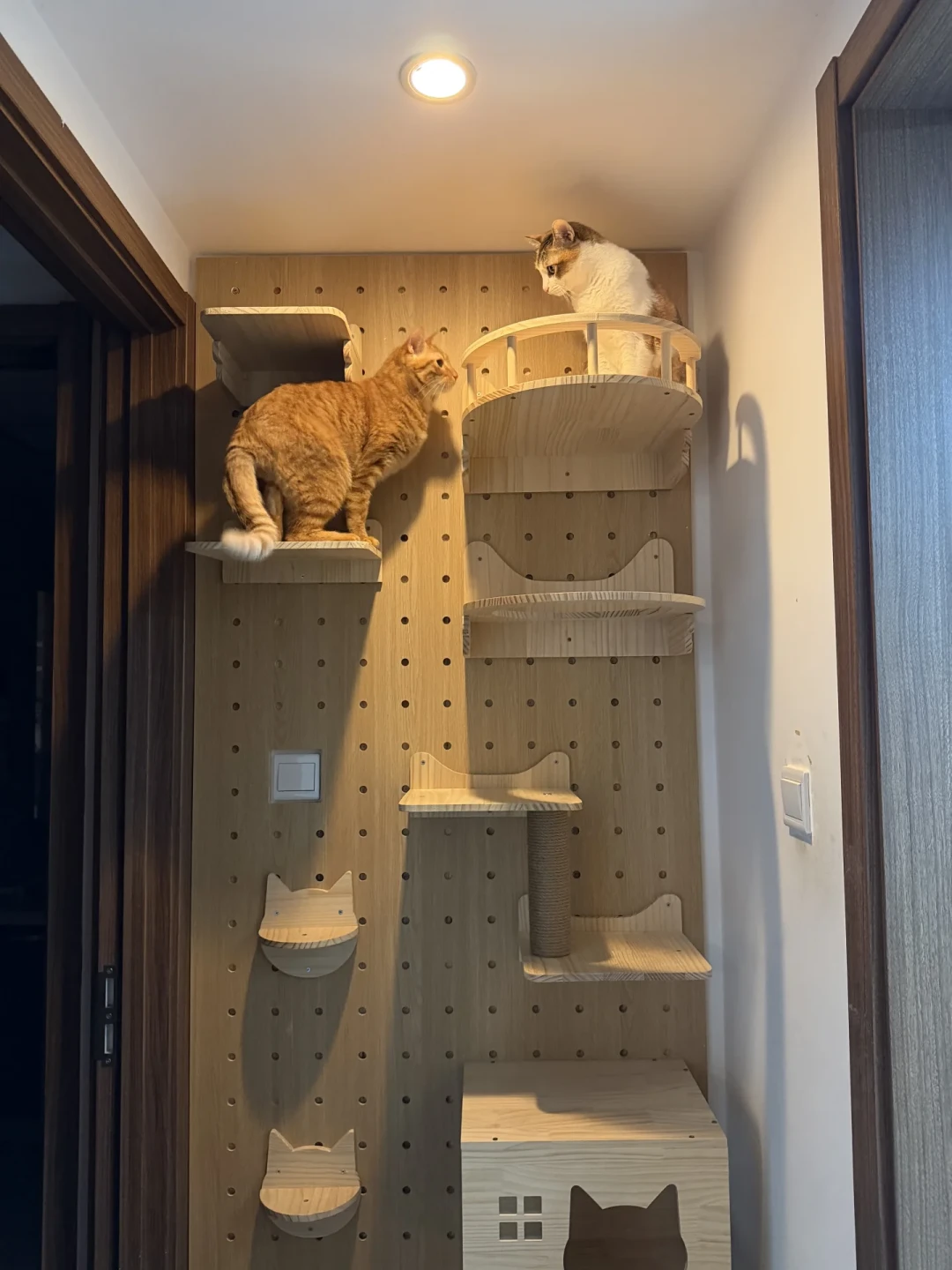 猫墙装好猫不上去？别急着拆：4道判断、7天验收，多数断点花小钱能补