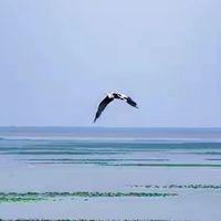 给父母换磷虾油时，我把挑选顺序重新排了一遍