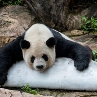 孩子住进童话，家长住进快捷：长隆熊猫酒店实测