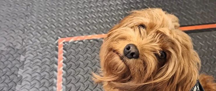 狗子能闻出你的压力？然后陪着你……