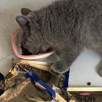 打工人实测麦富迪舒然猫粮究竟如何?