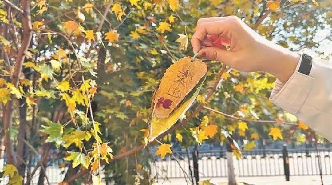 捡回来的秋天一周就发黑?3步给落叶按下保鲜键