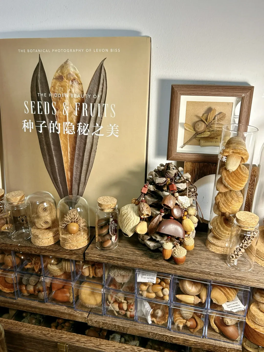 捡回来的秋天一周就发黑?3步给落叶按下保鲜键
