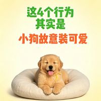别被小狗骗了！这4个行为根本就是故意装可爱，专门拿捏你