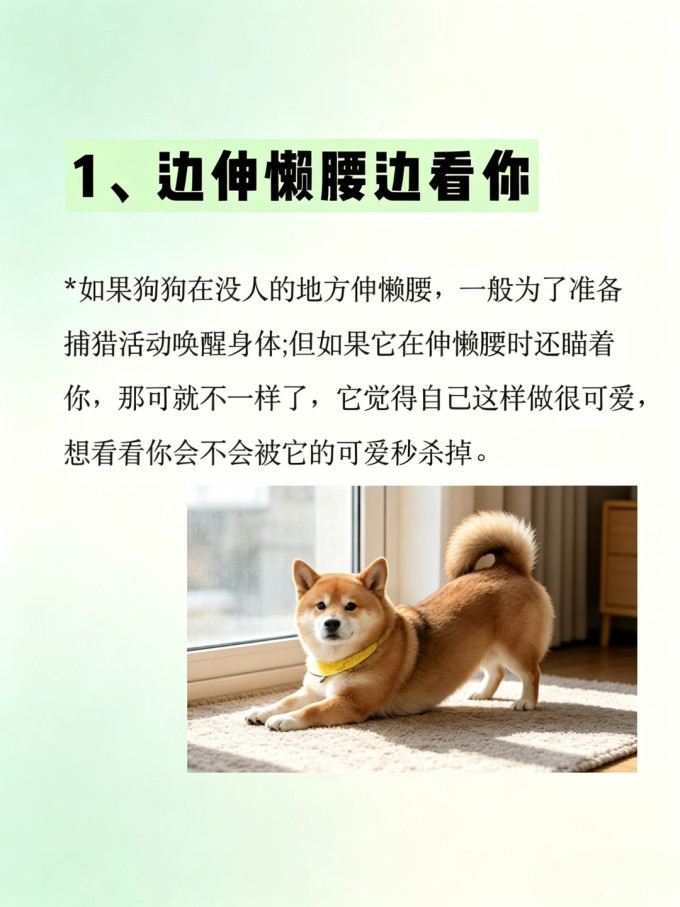 狗狗