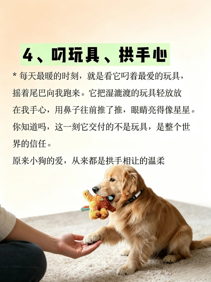 狗狗