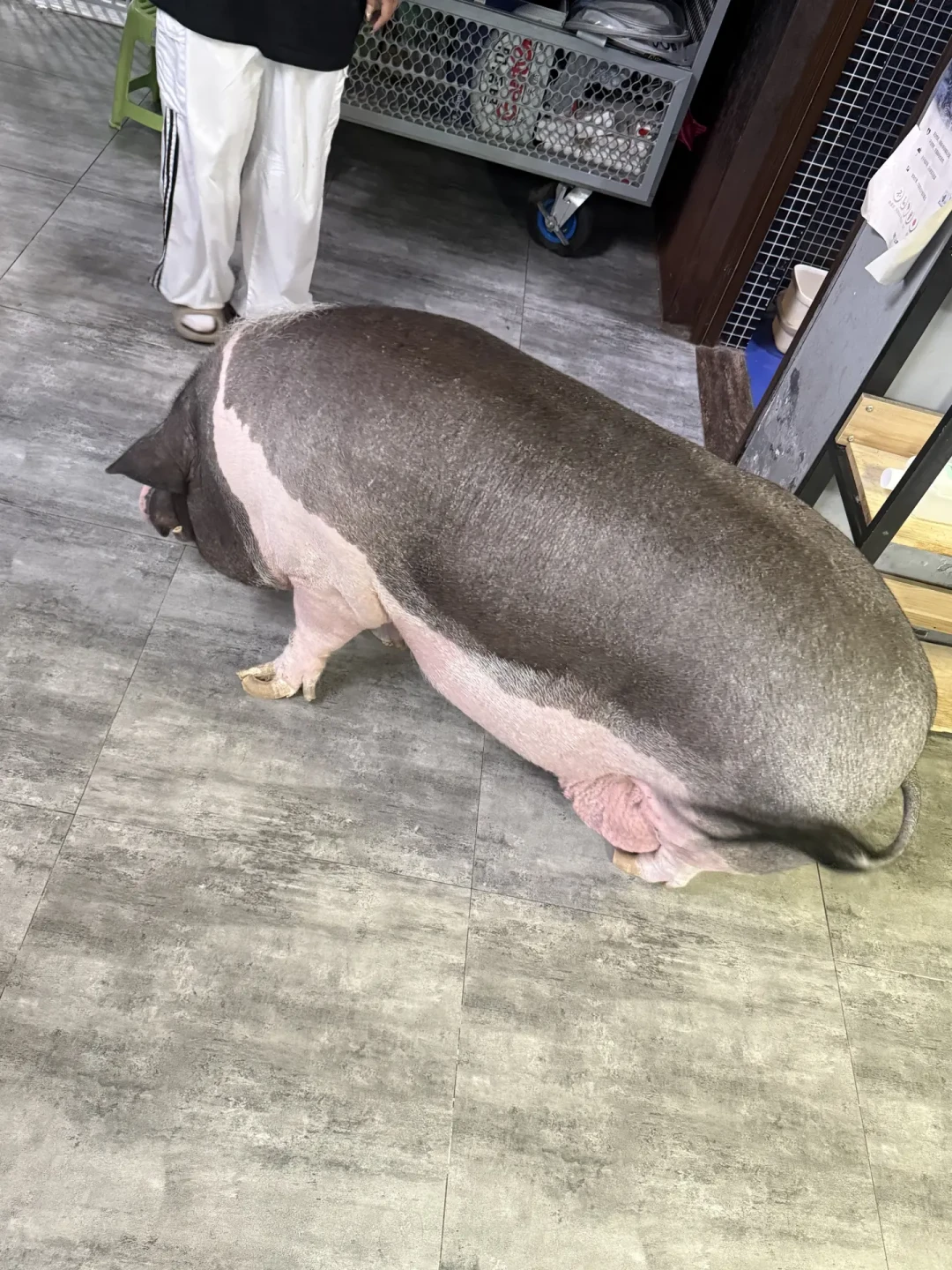 谢帝买到的