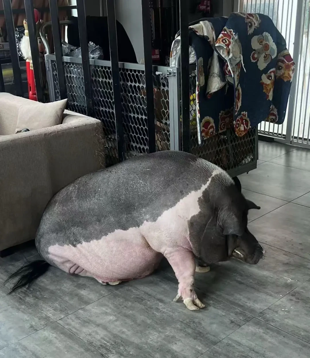 谢帝买到的