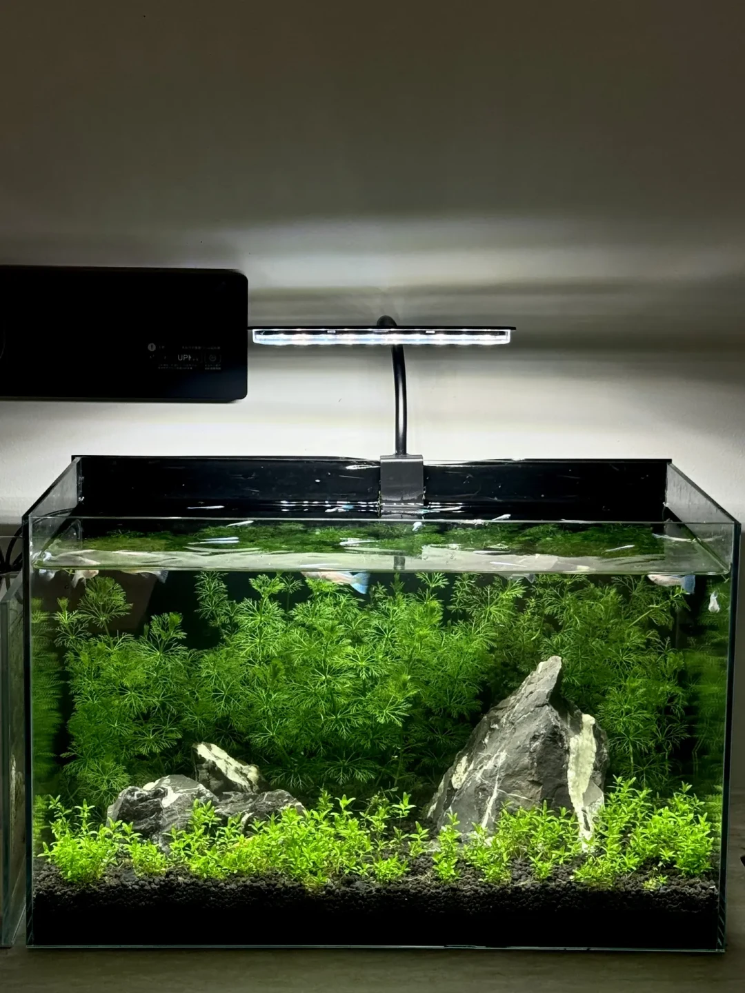 断电一个月的草缸活了下来,两千块的雨林缸四个月还只是个壳