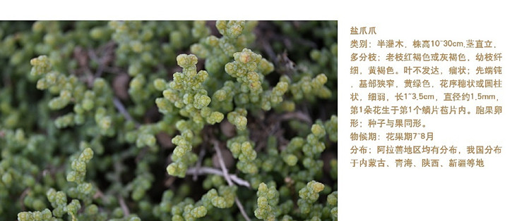 细枝盐爪爪：阿拉善白绒山羊肉的“风味密码”