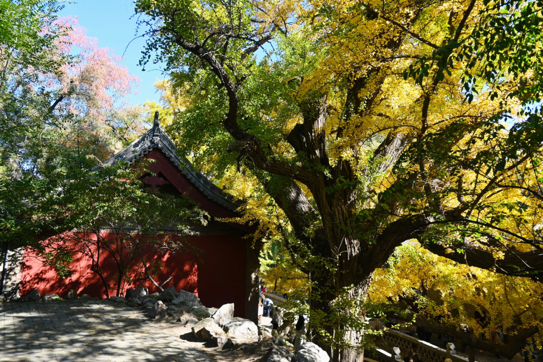 晋祠500年银杏即将全黄：古建游别贪多，一天两处刚好