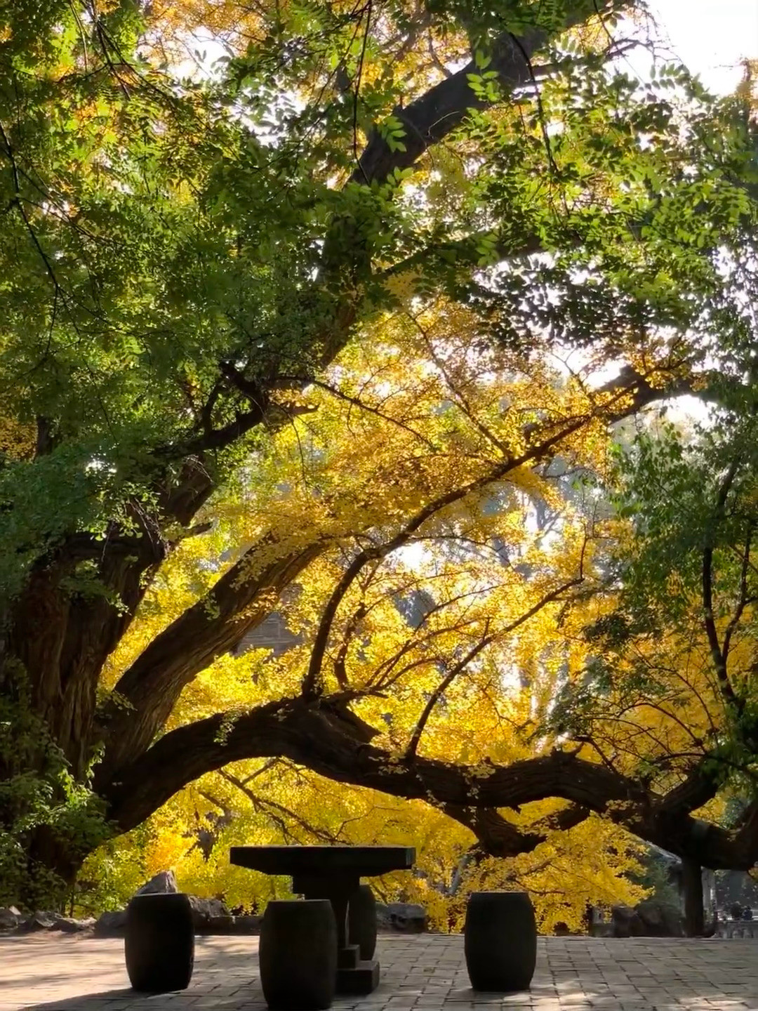 晋祠500年银杏即将全黄：古建游别贪多，一天两处刚好