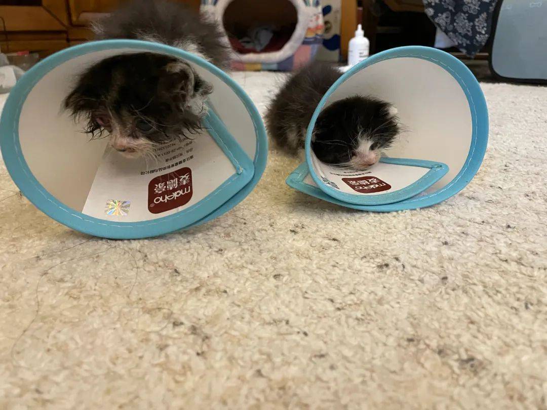猫吃了两周益生菌还软便？那些“活菌”可能早死在食碗里