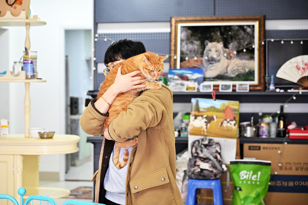 猫吃了两周益生菌还软便？那些“活菌”可能早死在食碗里