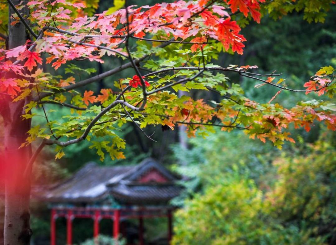 「香山红叶节都开幕了，变色率才一成」撞上「额济纳官宣盛黄期结束，今天起门票半价」：追秋对窗口的，出发前先把物候、海拔带、话术这三本账对完