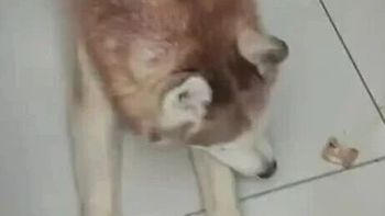 “傻狗”拼命挠醒主人：佳木斯那晚，电热毯起火了
