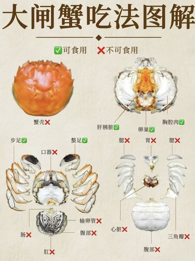 大闸蟹吃法图解