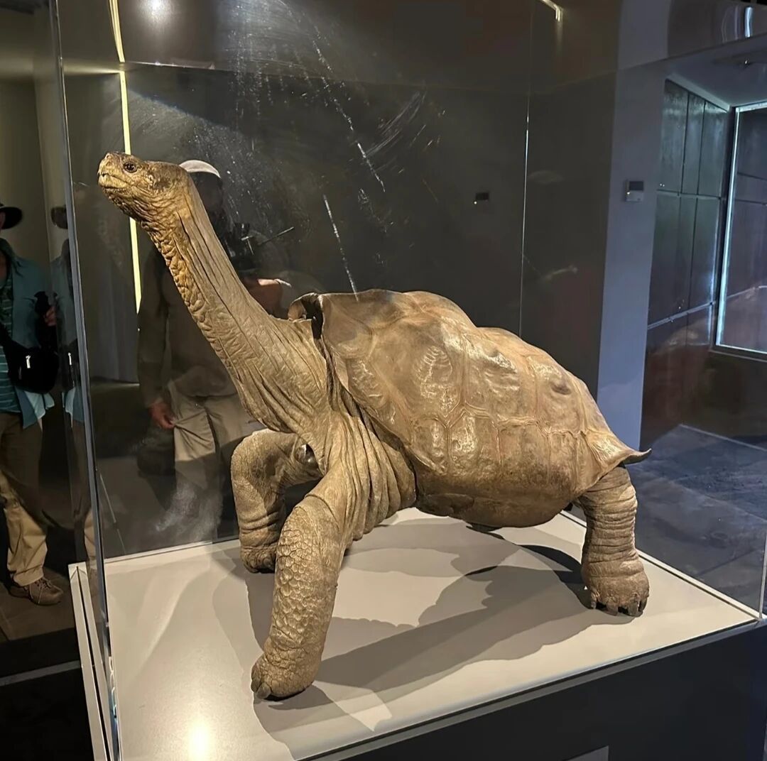 在岛上消失了快180年,这些龟是怎么"回家"的?