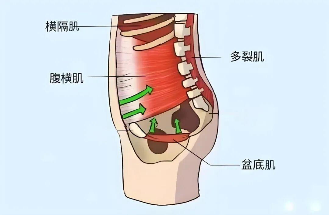 40岁平板支撑只撑30秒腰就疼:收紧核心不是吸肚子