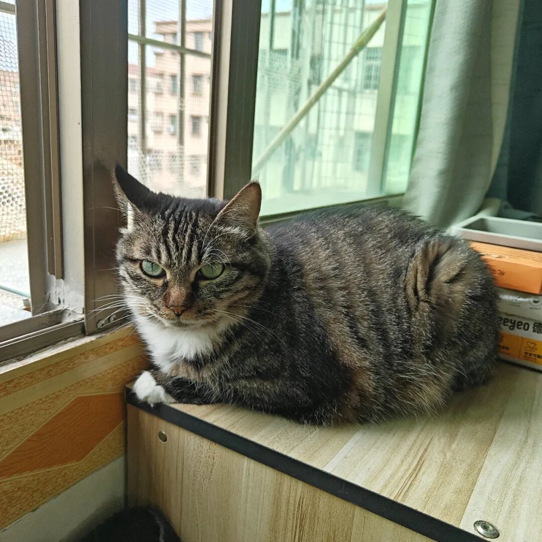 你家猫对你慢眨眼,是在说“我爱你”吗?先看看实验测到了什么