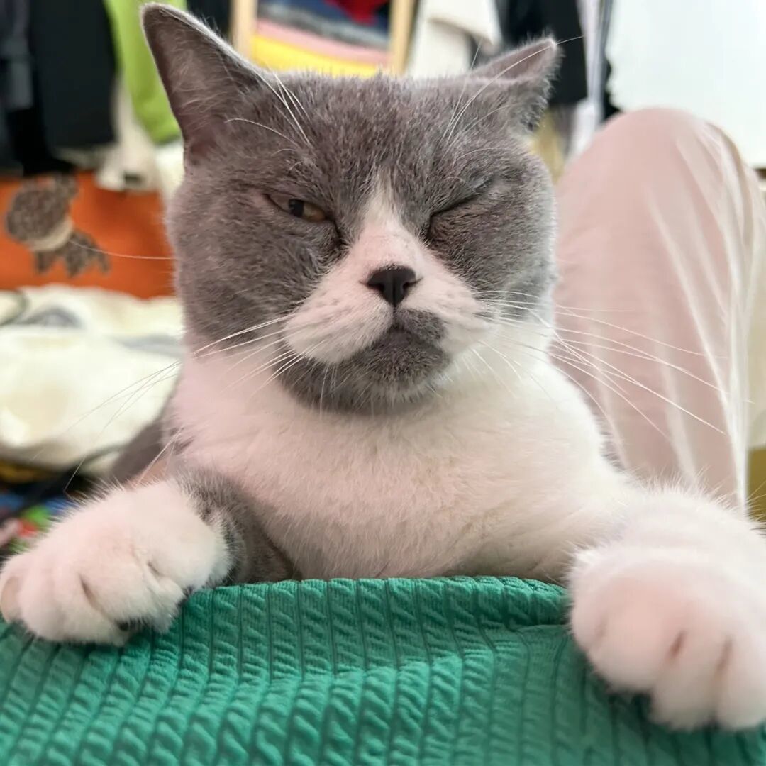 你家猫对你慢眨眼,是在说“我爱你”吗?先看看实验测到了什么