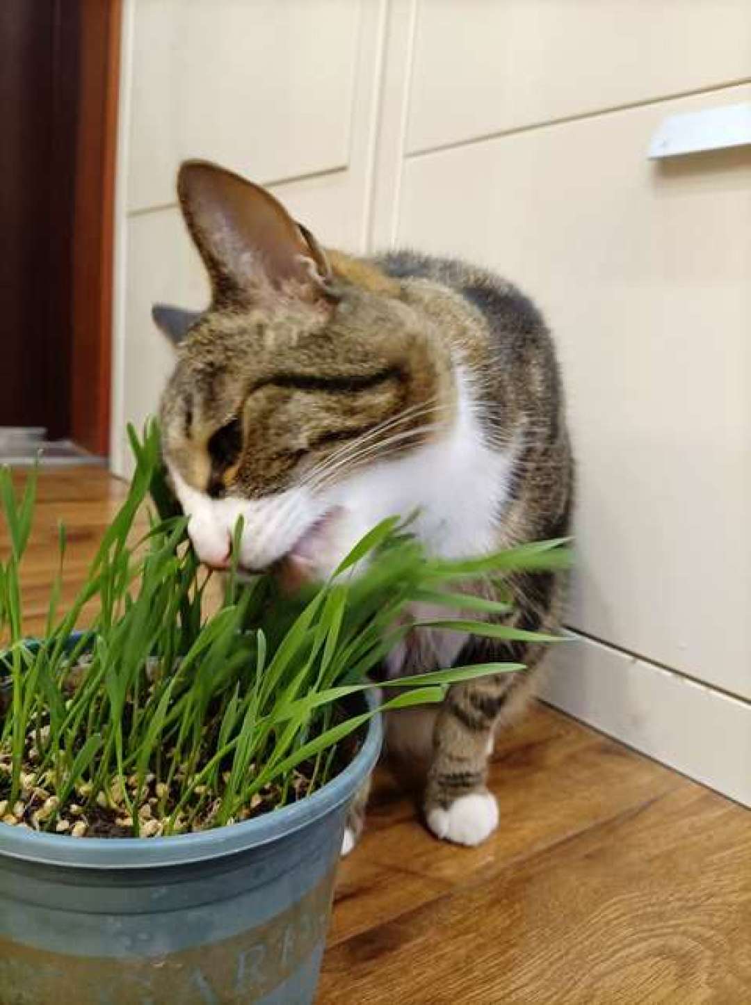 猫家庭抄绿植造景模板:8种植物里3种要换,9个认错名的坑和啃完后的18小时