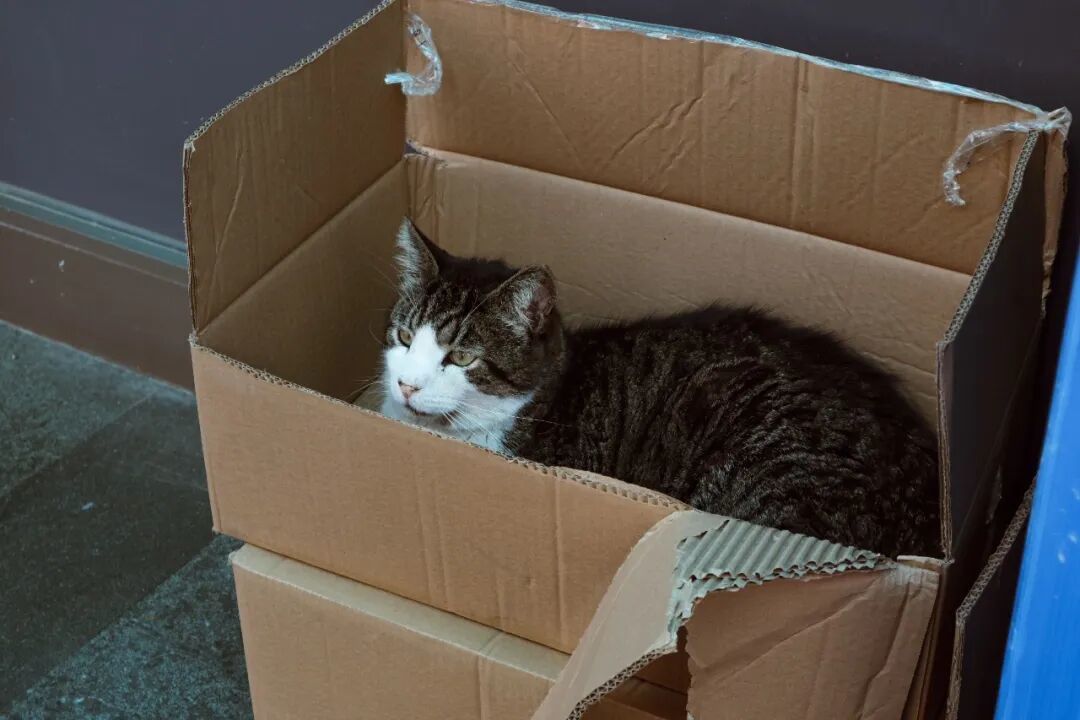 猫放着几百块猫窝不睡,偏钻快递箱?实验说:它帮的是头几天