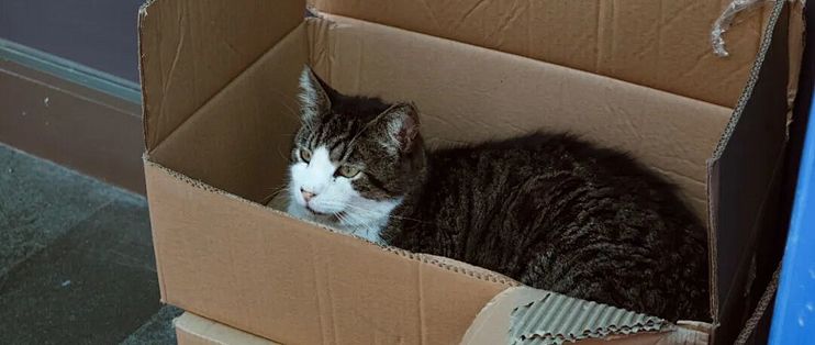 猫放着几百块猫窝不睡，偏钻快递箱？实验说：它帮的是头几天