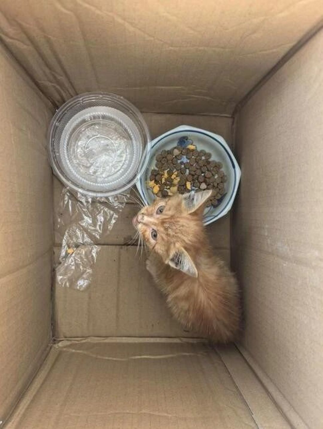 猫放着几百块猫窝不睡,偏钻快递箱?实验说:它帮的是头几天