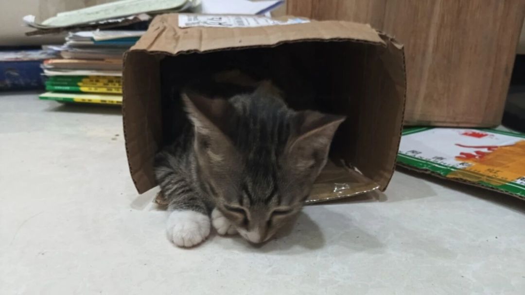 猫放着几百块猫窝不睡,偏钻快递箱?实验说:它帮的是头几天