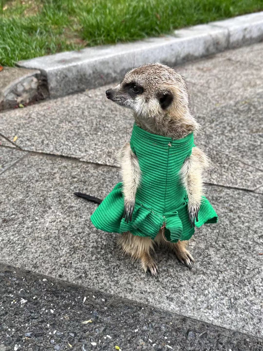 刷完狐獴