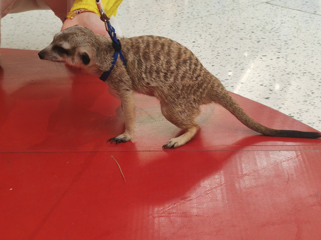 刷完狐獴